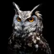 Icon of program: Owl Wallpapers