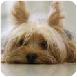 Icon of program: Yorkie Cute Puppy - Free …