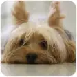 Icon of program: Yorkie Cute Puppy - Free …