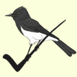 Icon of program: Birdathon