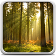 Icono de programa: Sunny Forest Live Wallpap…