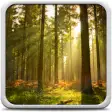 Icon of program: Sunny Forest Live Wallpap…
