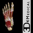 Icon of program: Ankle & Foot Pro III - iP…