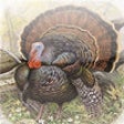 Icon of program: Free Turkey Calls