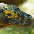 Icono de programa: Komodo 9 Chess Engine