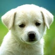 Icon of program: Dog Breeds HD Wallpapers