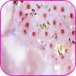 Icon of program: Spring Flowers Live Wallp…