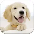 Icon of program: Dog Pairs - Play match pu…