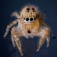 Icon of program: Talking Spider