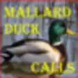 Icon of program: Mallard Duck Calls