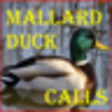 Icon of program: Mallard Duck Calls