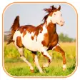 Icon of program: Horse Wallpapers