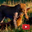 Icon of program: Wild Animals - Documentar…