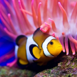 Icon of program: Ocean Fish Live Wallpaper…