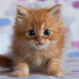 Icon of program: Cute Kittens Live Wallpap…