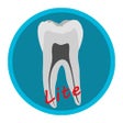Icon of program: Dental Corpus Anatomy Lit…