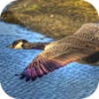 Icon of program: Easy Duck Hunting Calls -…