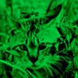 Icon of program: Virtual Night Vision