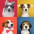 Icon of program: Dog Breeds Quiz - Dog Bre…