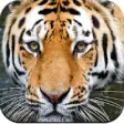 Icon of program: Wild Animal Wallpaper HD