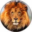 Icon of program: Lion Roaring Sounds