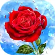 Icon of program: Flowers & Roses GIF