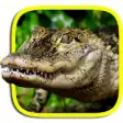 Icon of program: Crocodile Live Wallpaper