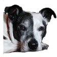Icono de programa: Bark Monitor