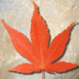 Icon of program: Leaves