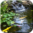 Icono de programa: Pond with Koi Live Wallpa…