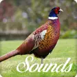 Icon of program: Pheasant Sounds and Ringt…