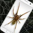 Icon of program: Spider in Phone Funny Jok…