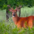 Icon of program: Whitetail Deer Hunting Pr…