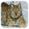 Icon of program: Lynx. Video Wallpaper
