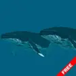 Icon of program: Humpback Whale Live Wappl…