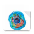 Icon of program: Cell- Organelles