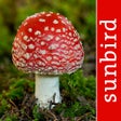 Icon of program: Mushroom Id North America…