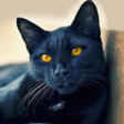 Icon of program: Talking Mumbai Cat