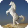 Icon of program: Horses HD images
