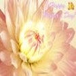 Icon of program: Happy Mothers Day Screens…