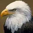 Icon of program: Bald Eagle Cams