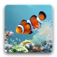 Icon of program: aniPet Aquarium Live Wall…