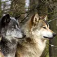 Icon of program: wolves live wallpaper