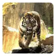 Icon of program: Tigers Live Wallpaper