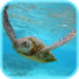 Icon of program: Sea Turtle HD. Wallpaper