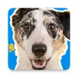 Icon of program: Happy Dogs Theme - Wallpa…