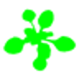Icon of program: Easy Leaf Area Free