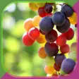 Icon of program: Grape Growing Secrets