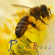 Icon of program: PhotoBuzz Free - Web Albu…