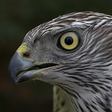 Icono de programa: Raptors Accipiter